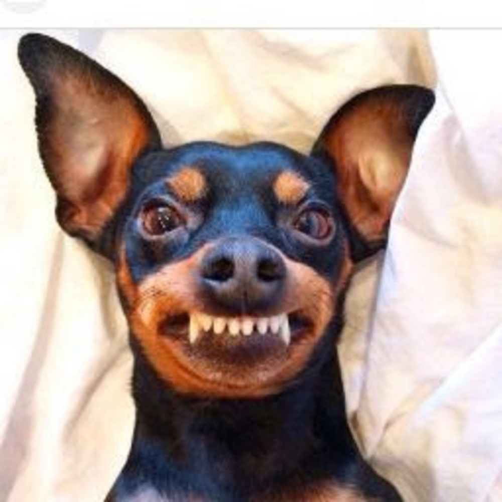 Meet your Posher, Baby